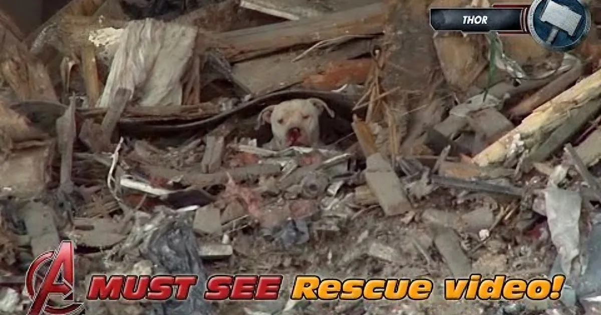 A dog is trapped in debris, surrounded by broken wood and rubble, with a "Must See Rescue Video" banner at the bottom.