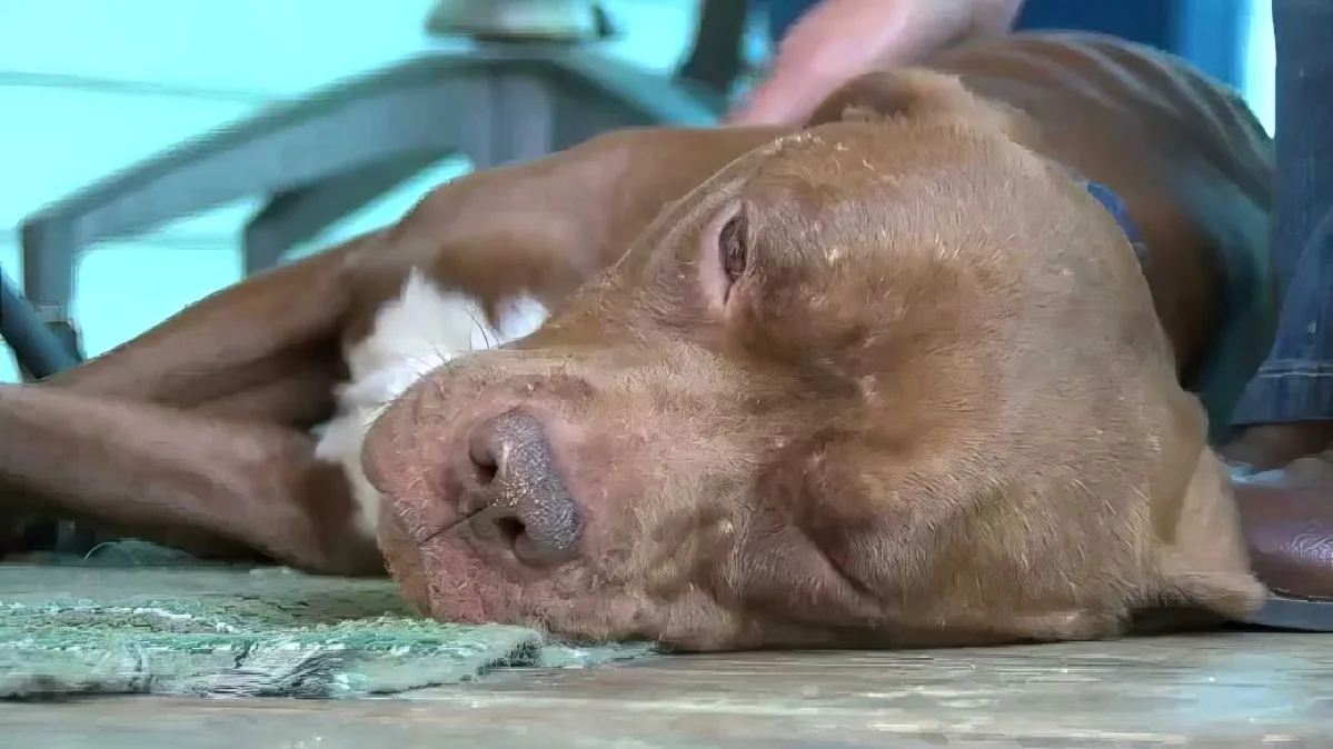 A brown dog with a white patch on its chest is lying down, appearing relaxed.