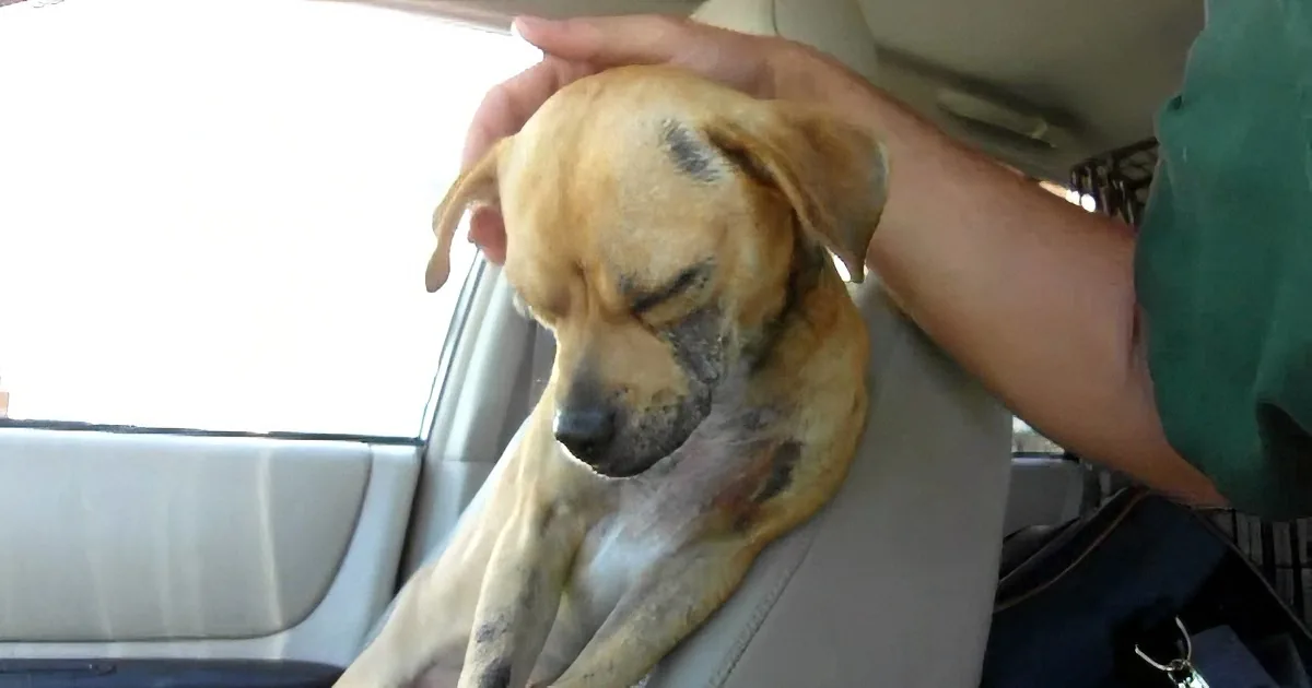 A dog with a sad expression sits in a car, being petted by a person.