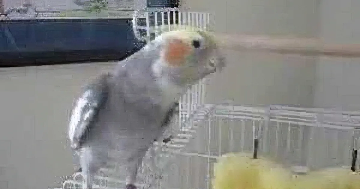 Cockatiel Hears Her Owner Whistling This Tune. Now Watch What She Does in Response! so Cute!
