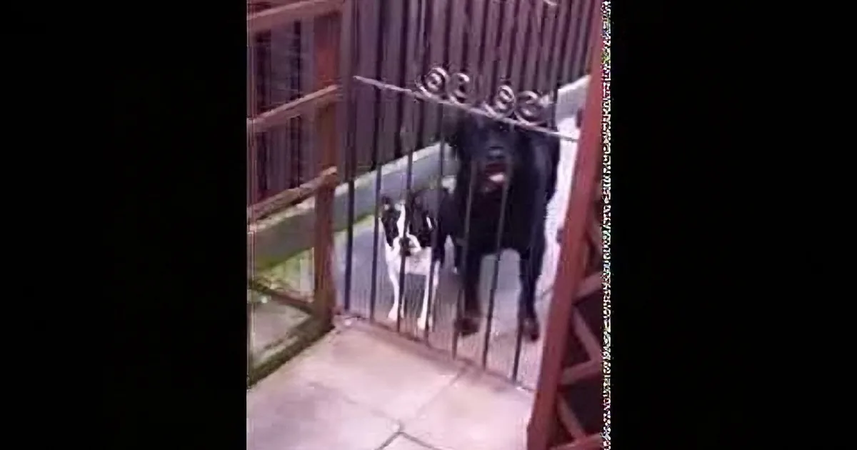 After Hearing This Dog Say ''Hello'', I Couldn''t Help but End up Laughing...