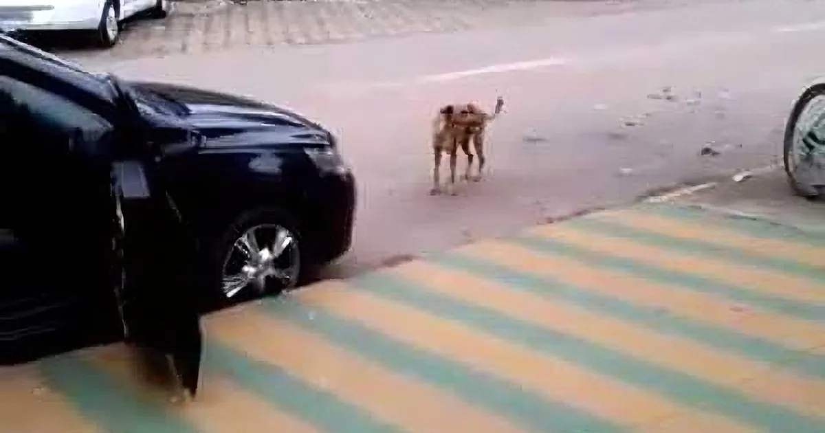 A Car Parked Right in Front of That Dog. but When He Heard the Music Coming out of the Car? LOL!
