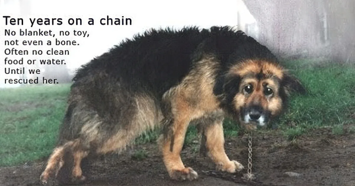 This Poor Dog Was Held Captive for 10 Years With No One to Interact With. but Then?