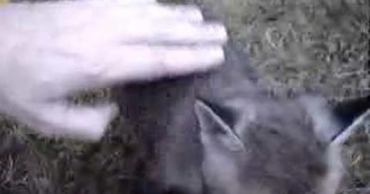 Man Heard Chilling Scream From His Backyard. When He Ran to Check It out? This Is What He Found