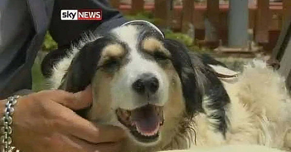 Heartless Owner Shot Her 40 Times Before Burying Her Alive - and All Because She Was Getting Old