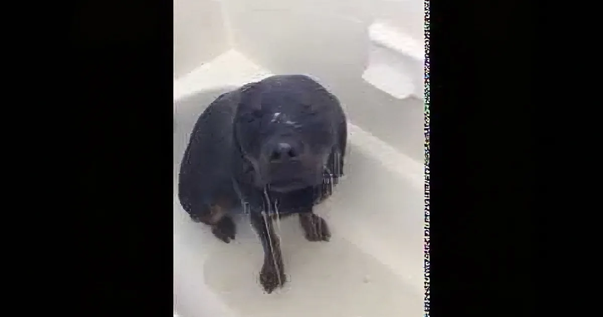 Mom Heard the Shower Running. When She Opened the Door to Check Who It Is? I Can''t Stop Laughing