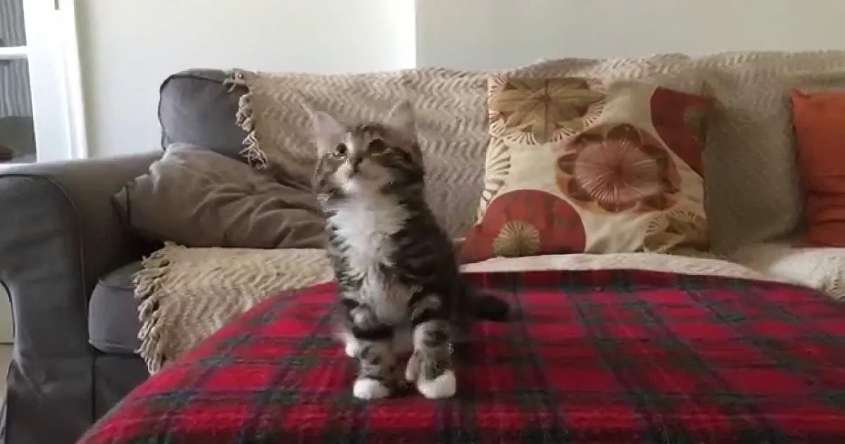 A small tabby kitten stands on a red plaid blanket on a couch, surrounded by pillows and blankets.
