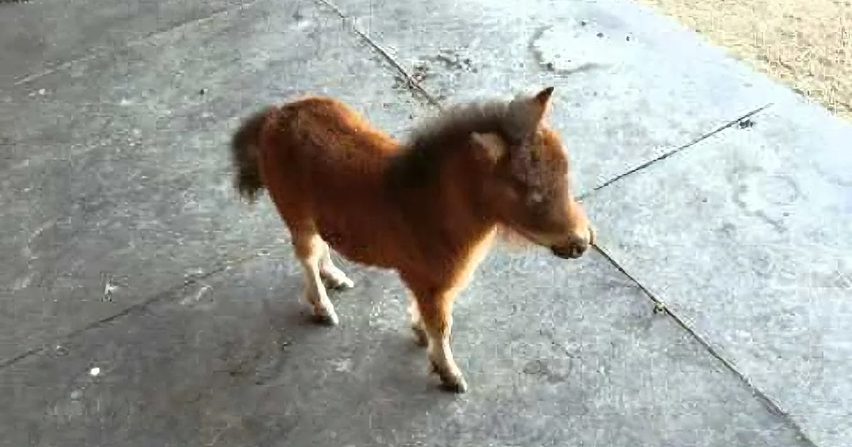 Baby Miniature Horse Can''t Stop Chasing the Cameraman. This Is Too Cute to Handle!