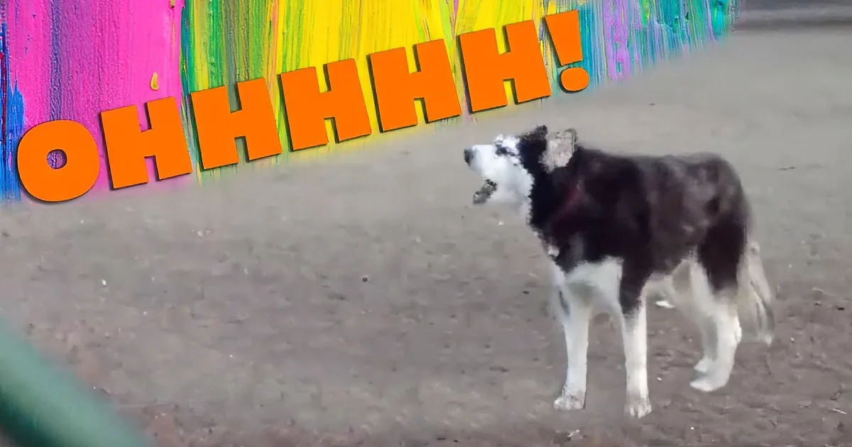 A black and white dog stands on dirt ground, looking up at colorful paint splashes with "OHHHHH!" text above.