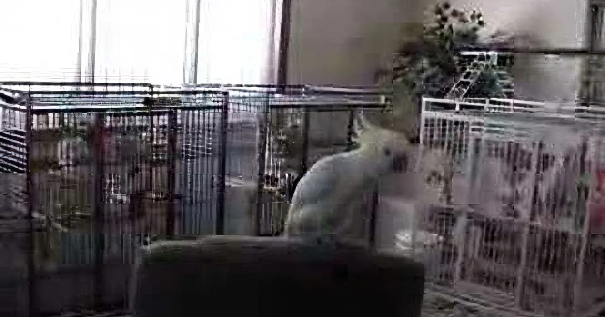 A white dog sits on a chair in a room with metal cages and a plant in the background.