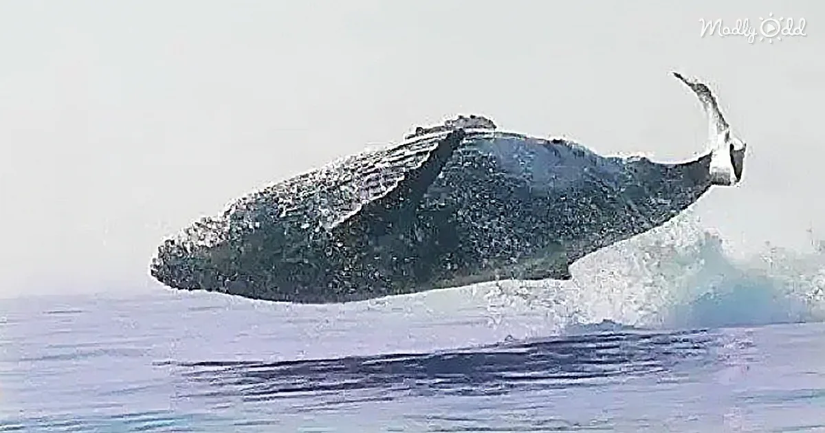 40-Ton Whale Filmed Jumping Completely out of the Water