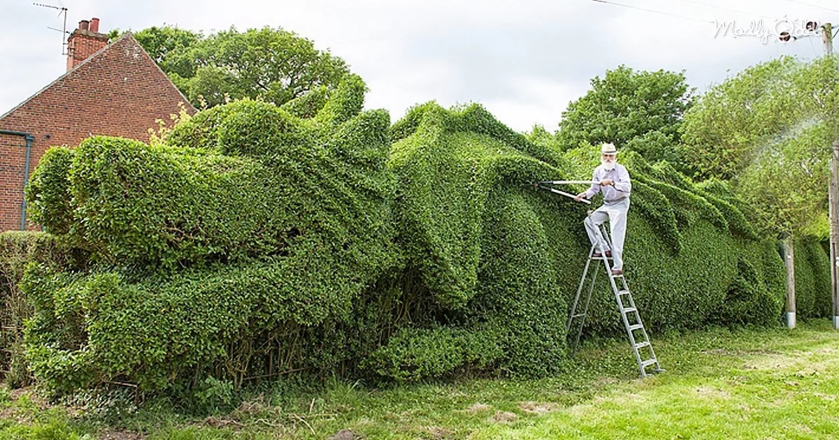 Retired Man Spends Ten Years Turning His 150-Foot-Long Hedge Into a Giant Dragon