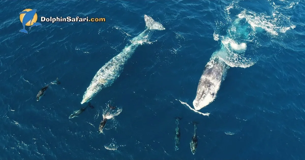 Drone Captures Incredible Rare Footage of Gray Whales and Dolphins Playing Together