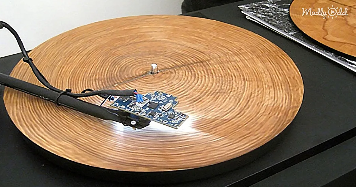 He Puts a Ring From a Tree Trunk on a Record Player. This Is the Most Extraordinary Sound of Nature I Have Ever Heard.