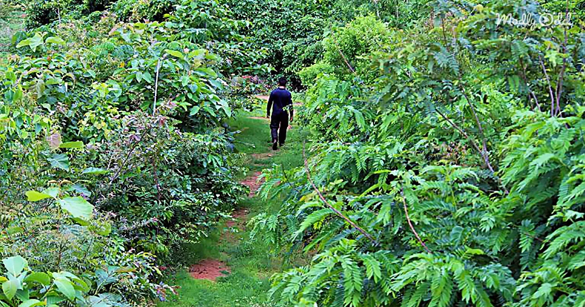 Grow a 100-Year-Old Self Sustainable Food Forest Backyard in Just 10 Years