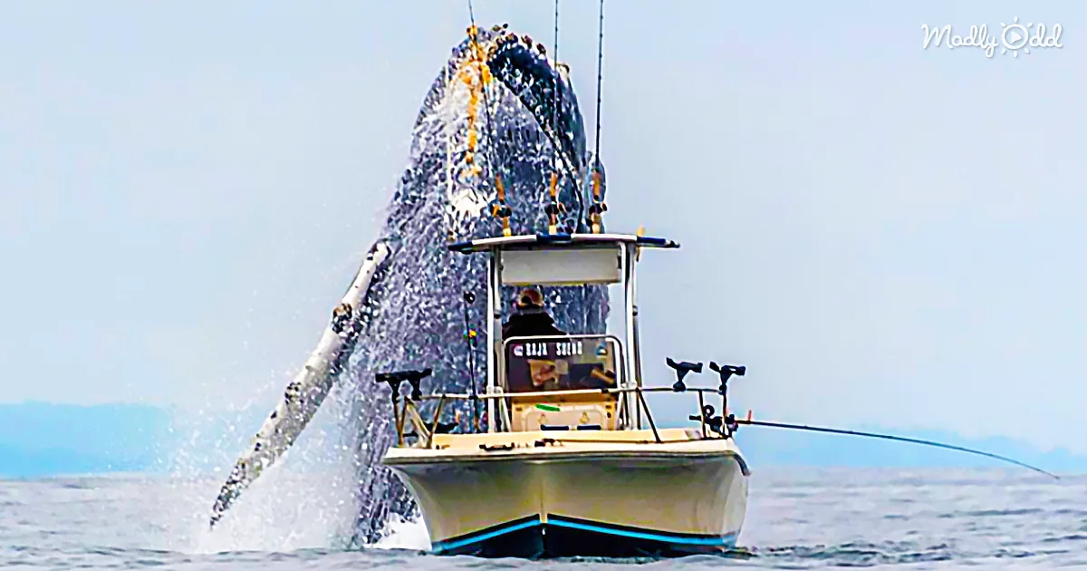 A large whale breaches the ocean, creating a massive splash near a fishing boat.