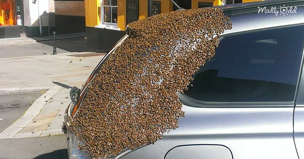 A Swarm of Bees Follows a Car for Two Days to Rescue Their Queen Who Is Trapped in the Back
