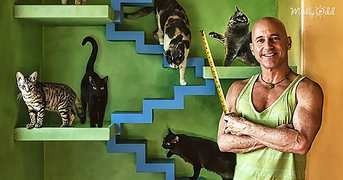 A man in a green tank top stands with crossed arms, smiling, while several cats climb a zigzag cat tree against a green wall.
