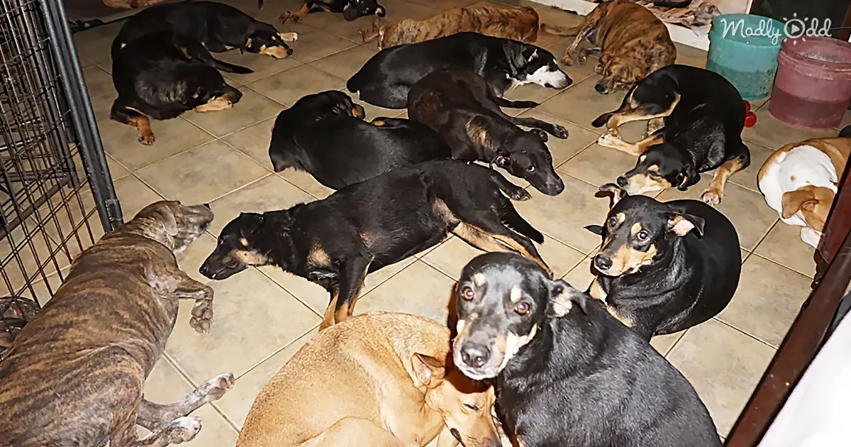 A group of dogs, mostly black and brown, are lounging on a tiled floor in a cozy indoor setting.