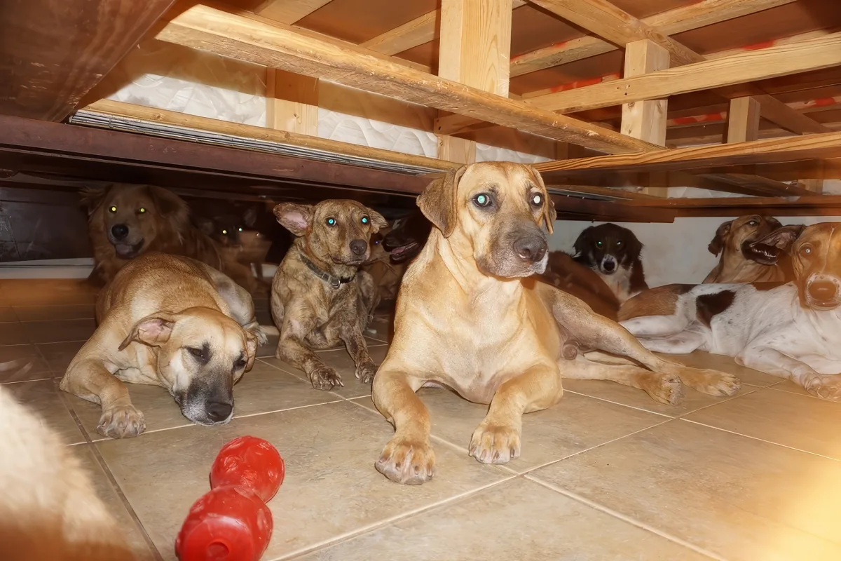 Hurricane Dorian Dogs