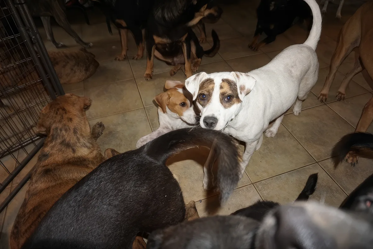 A white dog with brown patches stands among other dogs in a tiled area.