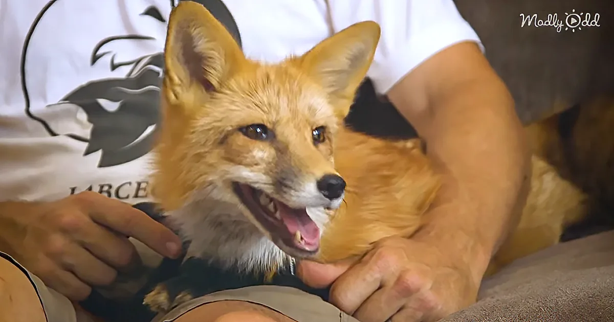 Behold the World''s First Genetically Domesticated Foxes