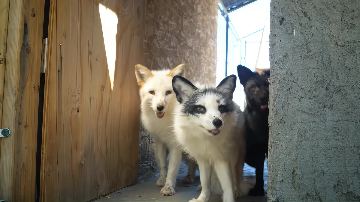 Three foxes, one white and two black, stand near a wooden door in a rustic setting.