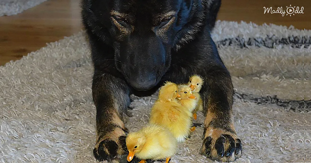 Big, Lovable German Shepherd Becomes a Foster Dad to Six Tiny Baby Quails