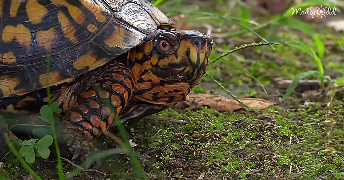 This Box Turtle Was Badly Injured, so Vets Built Him a Lego Wheelchair to Help Him Heal