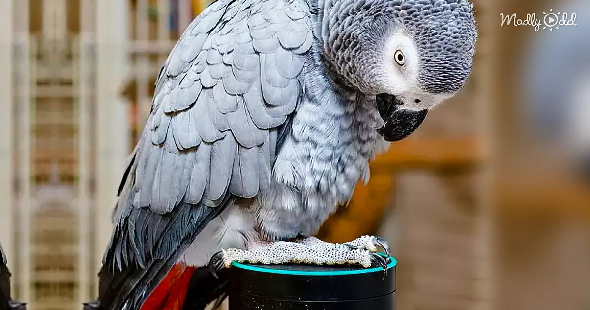 African Grey Parrot Gets a Laugh out of Using Alexa to Turn the House Lights On