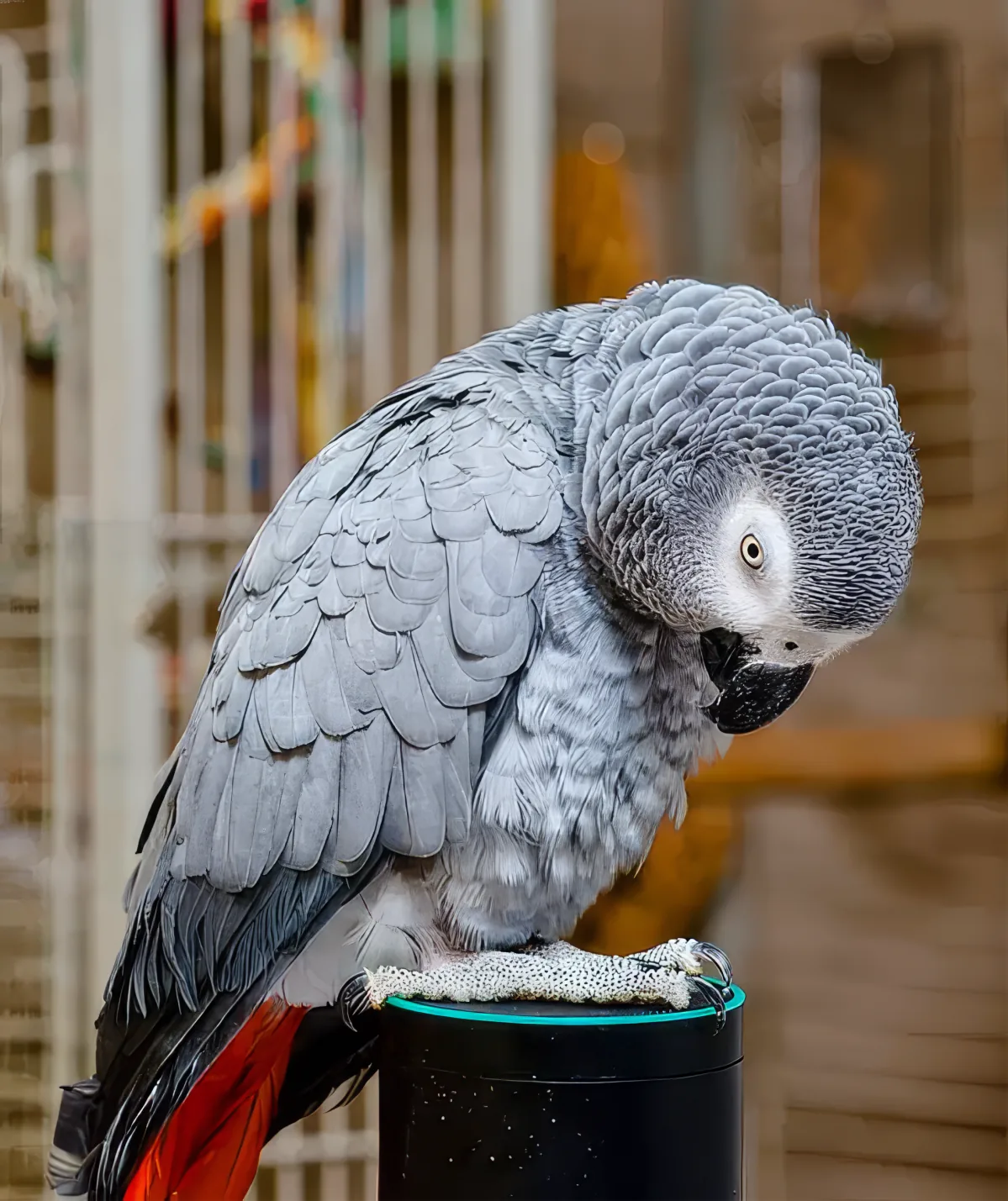 Parrot and Alexa
