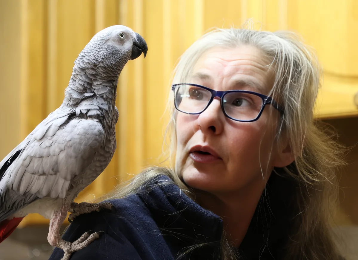 Parrot Uses Alexa To Control Lights