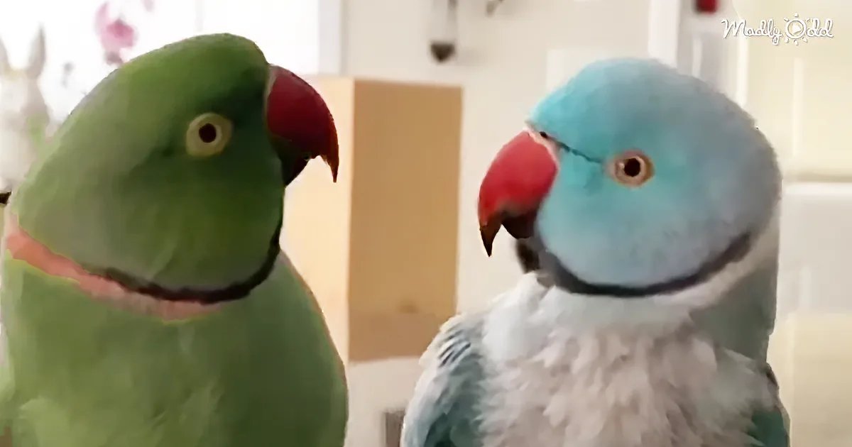 A Pair of Affectionate Parrots Have a Very Human-Like Conversation Over Breakfast