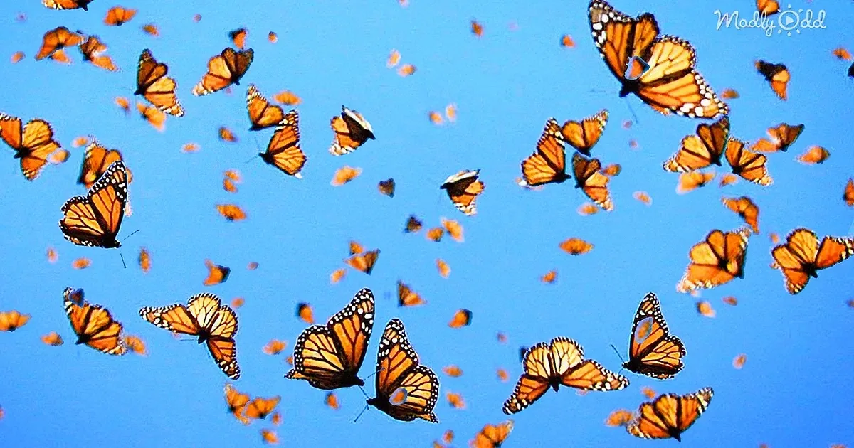 Numerous monarch butterflies are flying against a clear blue sky.