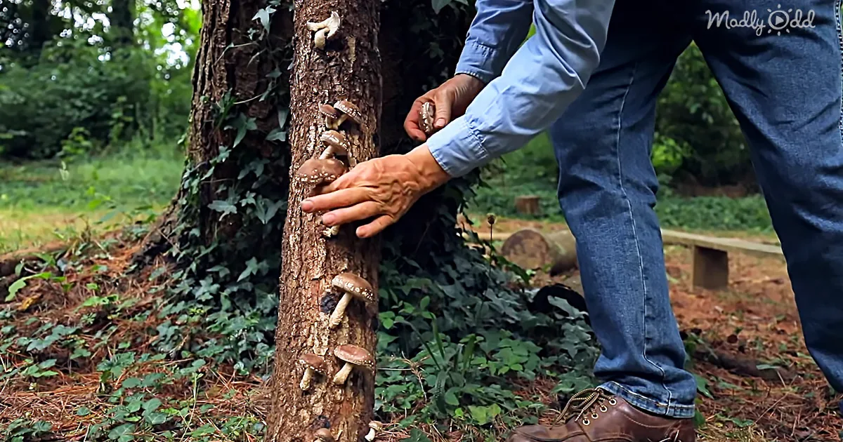 Diy Food Security - This Self-Sustainable ''Food Forest'' Never Stops Feeding Your Family