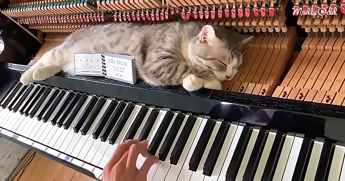 Sleepy Cat Comfortably Naps While Dad Plays Piano - Missing This One Would Be a Catastrophe