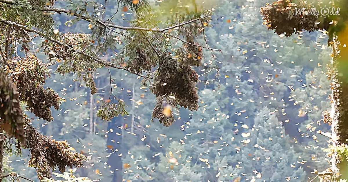 Monarch butterflies cluster densely on tree branches in a forested area.