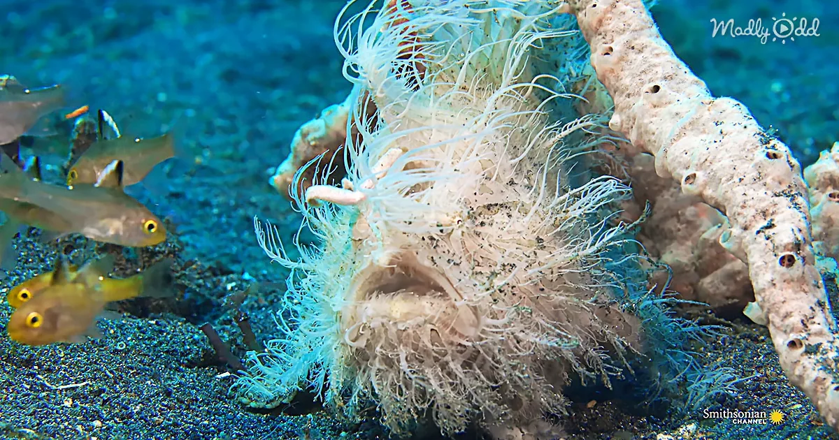 A ghostly, ghostly fish blends into the ocean floor with its translucent body and feathery appendages.