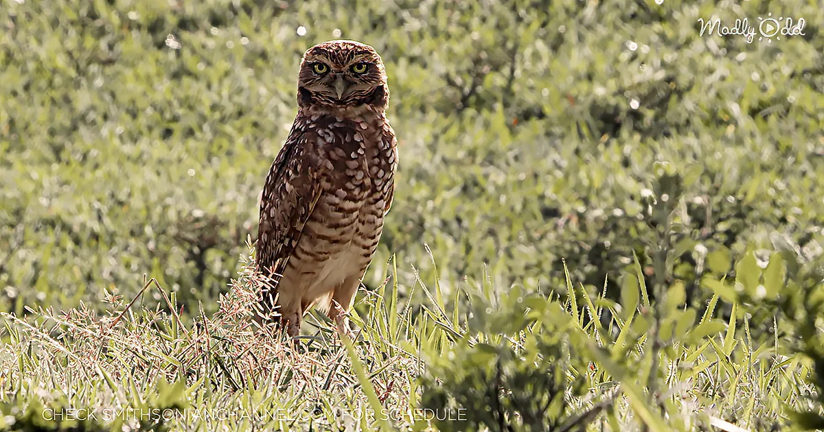 You''ve Never Seen Anything Quite Like These Burrowing Owls of Columbia''s Open Plains