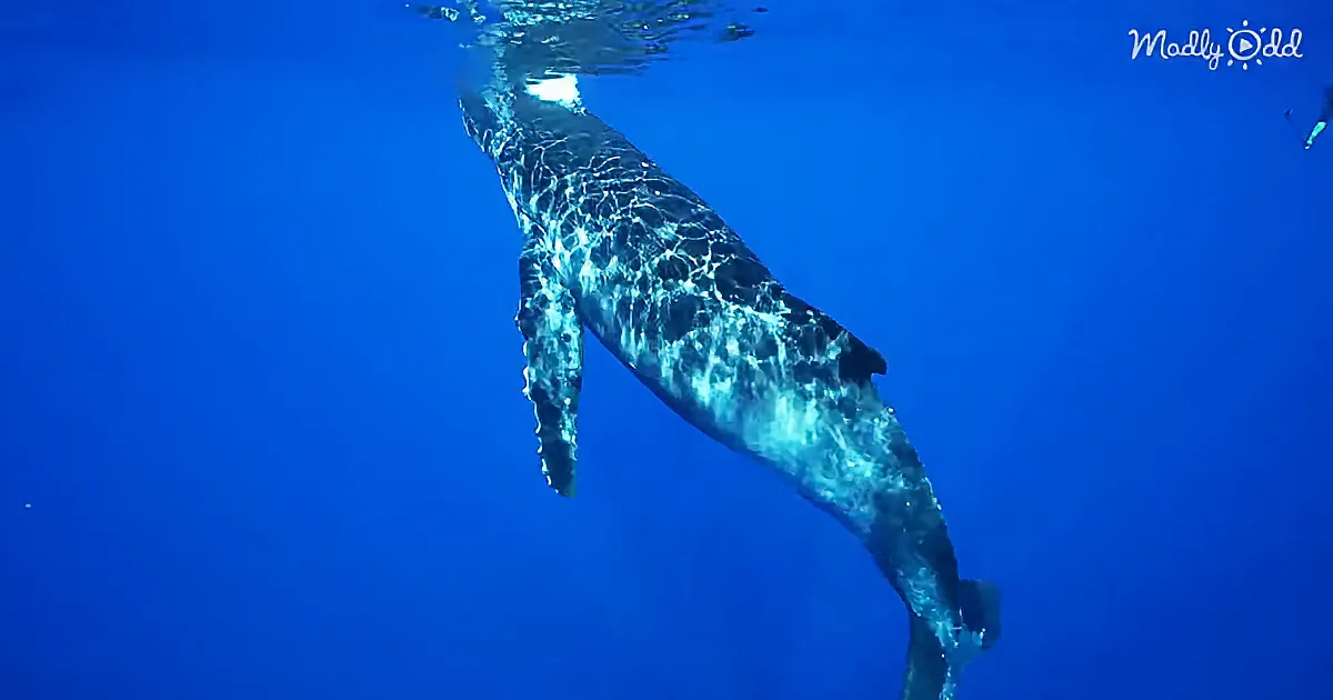 Scientists Show That Through the Songs They Sing, Humpback Whales Have Cultures, Just Like Humans