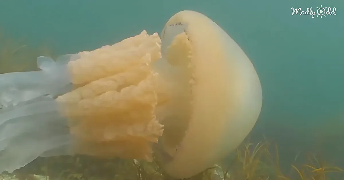 Giant Jellyfish the Size of a Human Spotted by Divers off English Coast