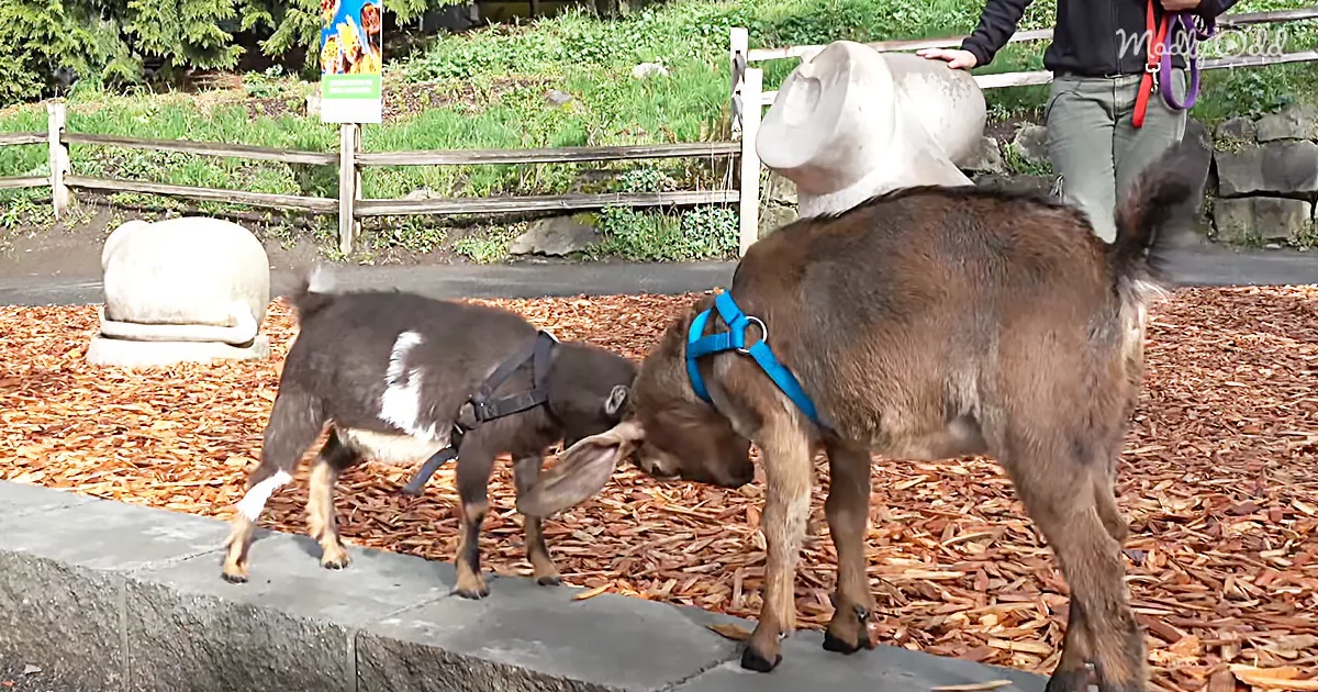 Two Baby Goats Meet a Porcupine and Things Get a Little Prickly