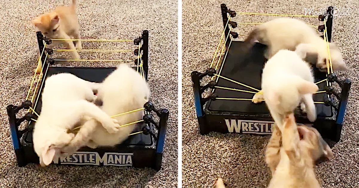 Two adorable puppies playfully wrestle in a miniature wrestling ring on a carpeted floor.