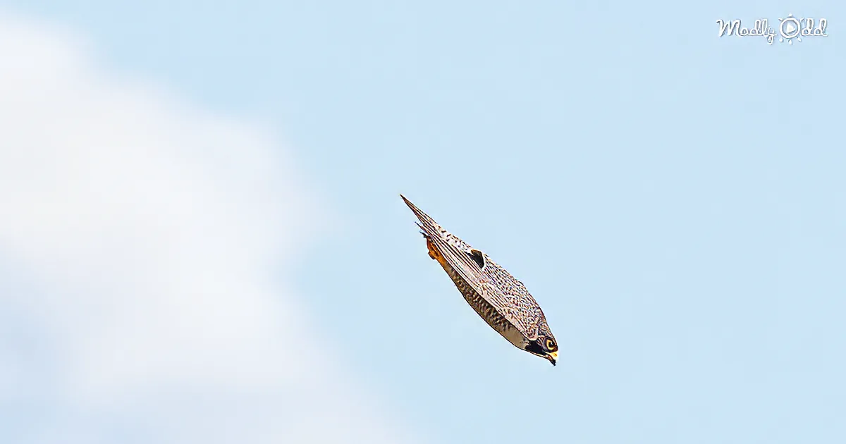 Watch: These Super-Fast Peregrine Falcons Are Like 240 MPH Feathered Fighter Jets