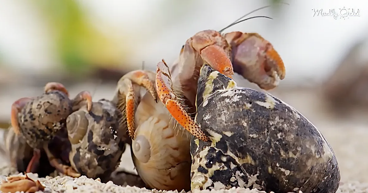 A hermit crab with a dark, mottled shell is seen in close-up, showcasing its claws and antennae.