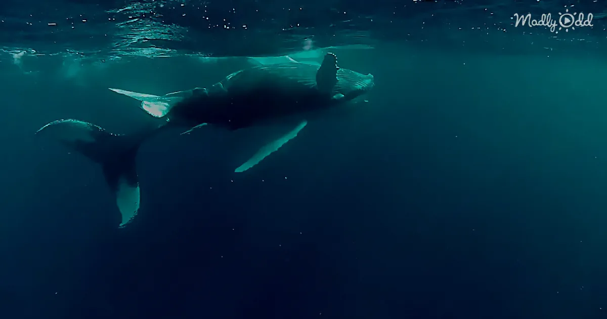 Google Analyzes 15 Years of Whale Song Recordings and What They Discovered Was Stunning