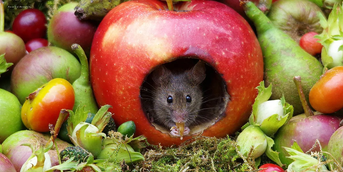 A mouse peeks out from a hollowed-out red apple amidst a variety of fruits and nuts.