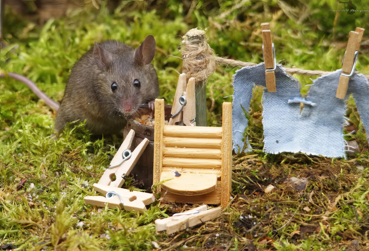 A mouse stands near a miniature clothesline with clothespins and a small wooden structure on mossy ground.