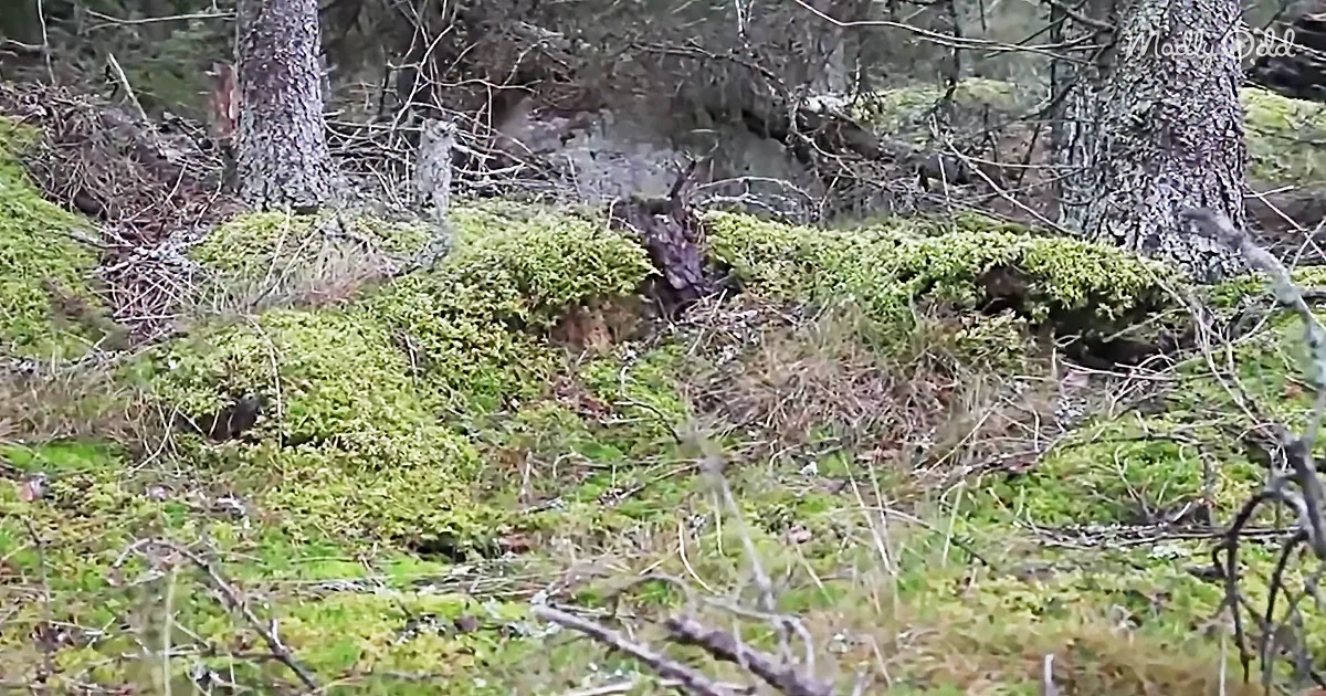 Man Walking in Woods Suddenly Grabs Camera, Records Ground Breathing in Incredibly Creepy Footage