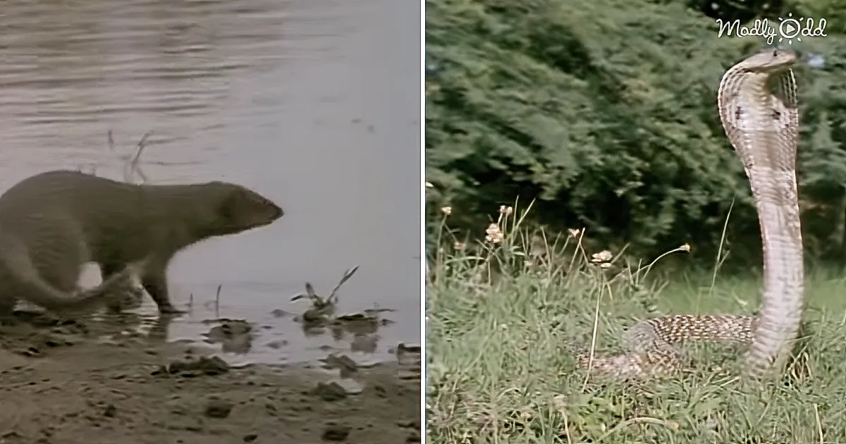 How Does a Mongoose Stand up to a King Cobra? You Might Be Surprised at the Outcome